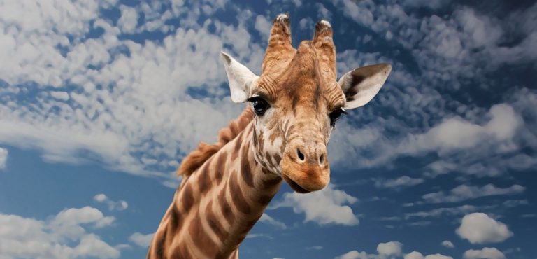 giraffe, animal, facial expression